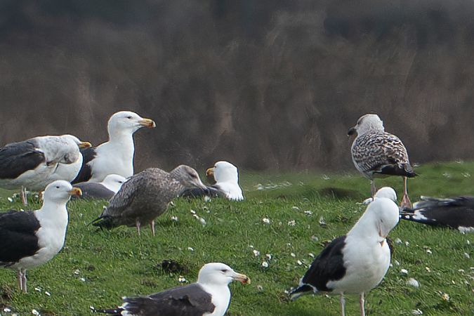 American Herring Gull  - Dominique Robard