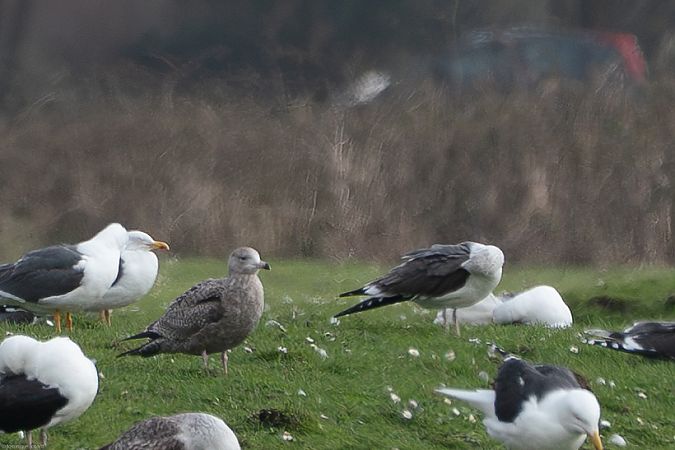 Goéland d'Amérique  - Dominique Robard