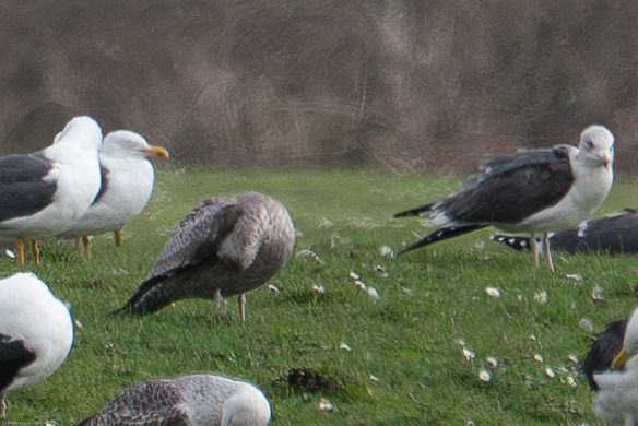 Goéland d'Amérique  - Dominique Robard