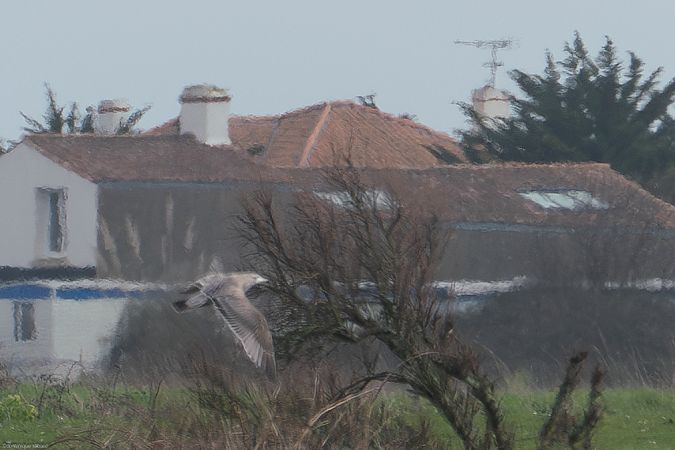 Goéland d'Amérique  - Dominique Robard