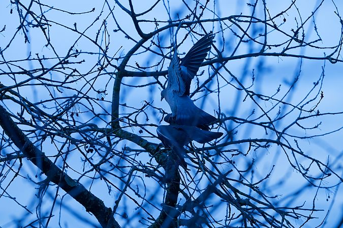Pigeon ramier  - Nathalie Malbrunot