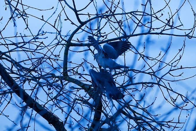 Pigeon ramier  - Nathalie Malbrunot