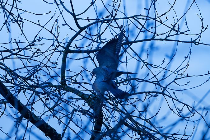 Pigeon ramier  - Nathalie Malbrunot