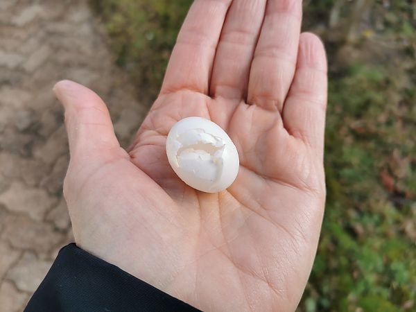 Tourterelle turque  - Nathalie Malbrunot