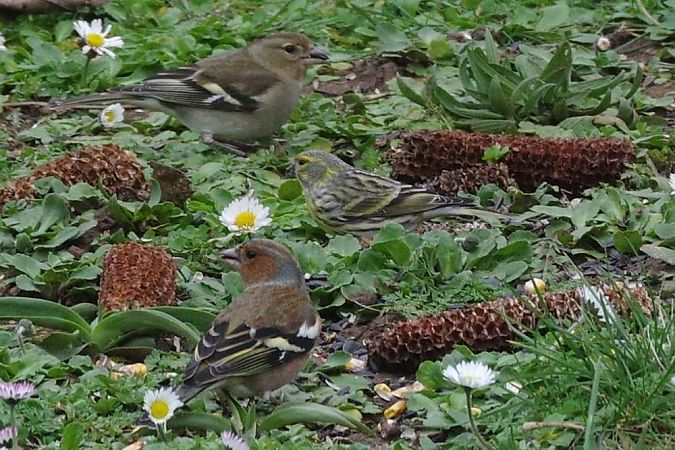 Serin cini  - Jean-Marie Boutin