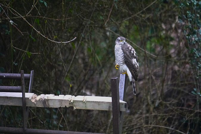 Épervier d'Europe  - Sandrine Berthault