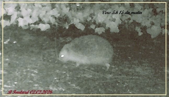 Hérisson d'Europe  - Bruno Foulard