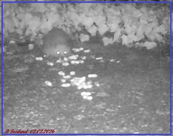 Hérisson d'Europe  - Bruno Foulard