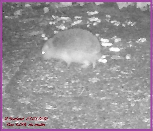 Hérisson d'Europe  - Bruno Foulard