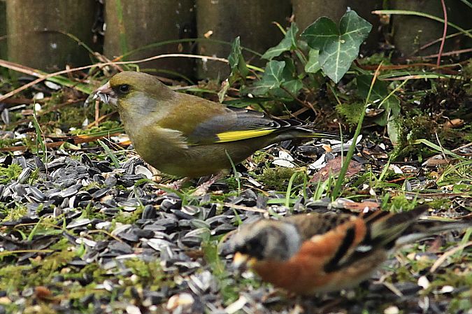 Verdier d'Europe  - Bruno Foulard