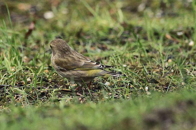 Verdier d'Europe  - Bruno Foulard