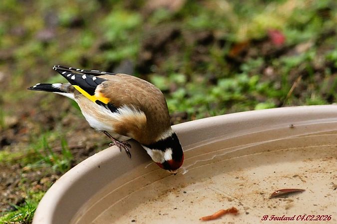 Chardonneret élégant  - Bruno Foulard