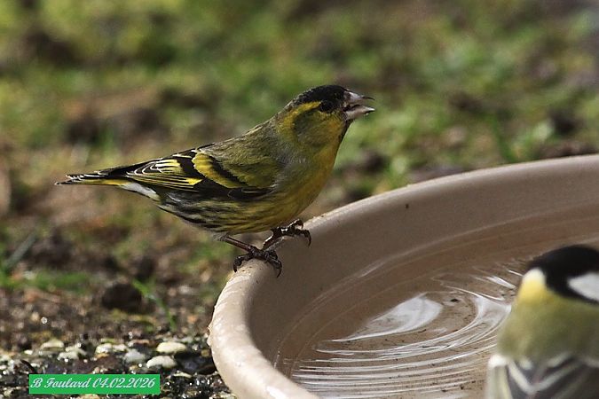Tarin des aulnes  - Bruno Foulard