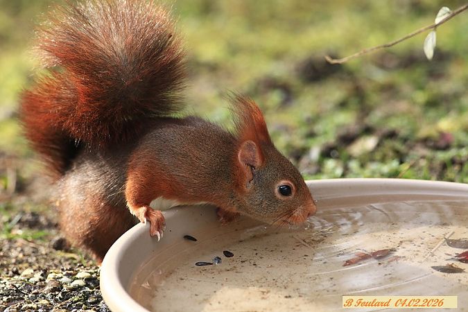 Ecureuil roux  - Bruno Foulard