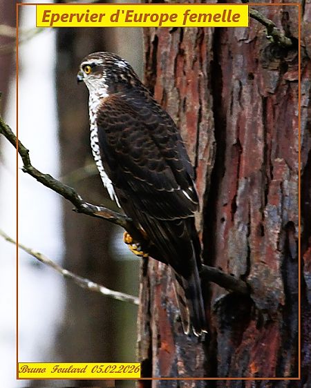 Épervier d'Europe  - Bruno Foulard
