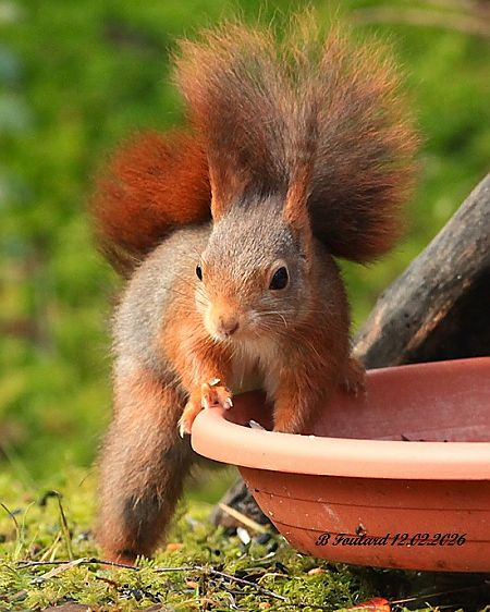 Ecureuil roux  - Bruno Foulard