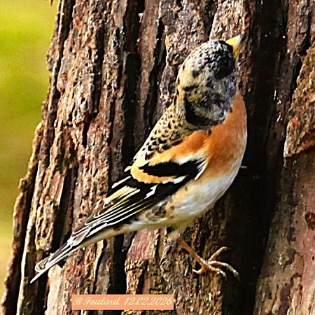 Pinson du Nord  - Bruno Foulard