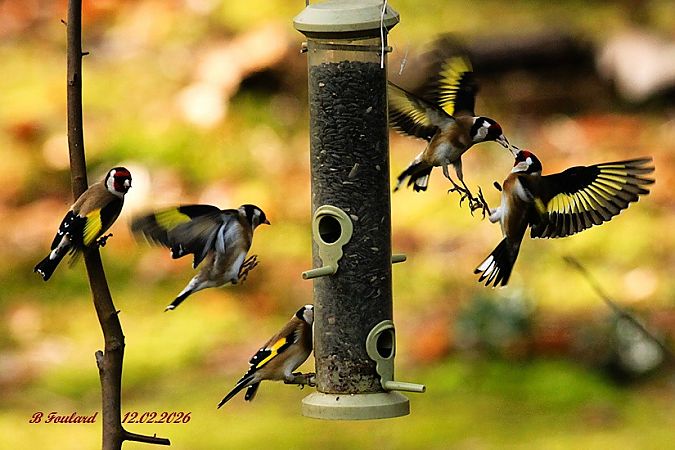 Chardonneret élégant  - Bruno Foulard