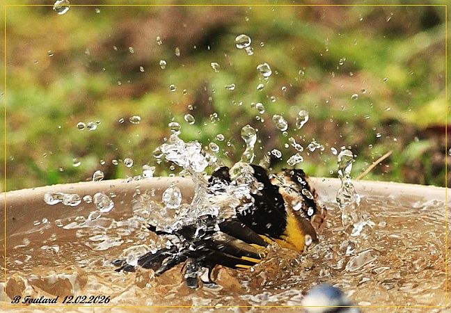 Chardonneret élégant  - Bruno Foulard