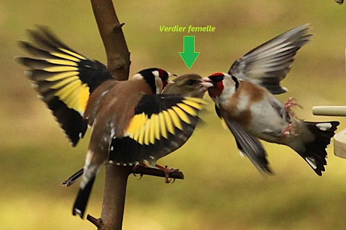 Verdier d'Europe  - Bruno Foulard