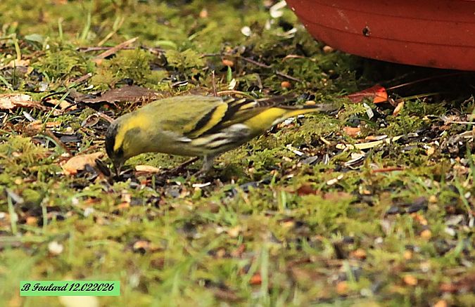 Tarin des aulnes  - Bruno Foulard