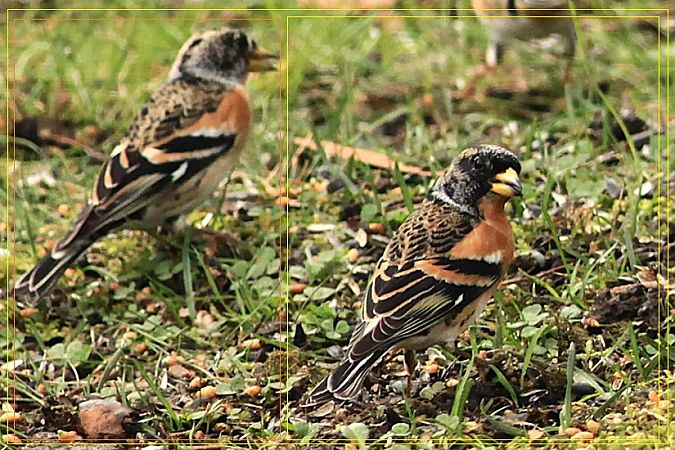 Pinson du Nord  - Bruno Foulard