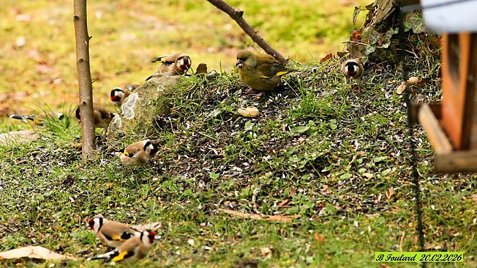 Verdier d'Europe  - Bruno Foulard