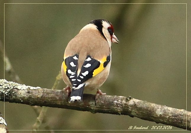 Chardonneret élégant  - Bruno Foulard