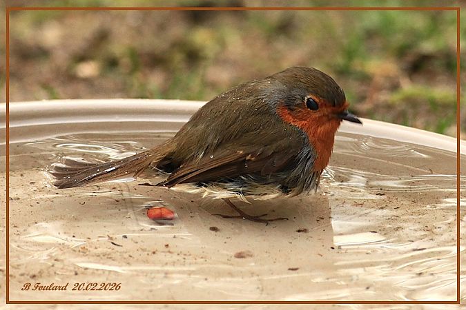 Rougegorge familier  - Bruno Foulard