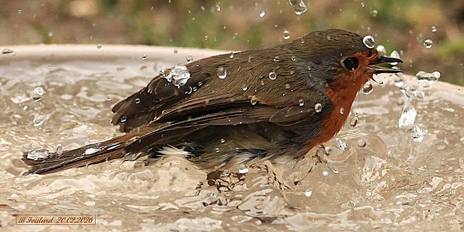Rougegorge familier  - Bruno Foulard