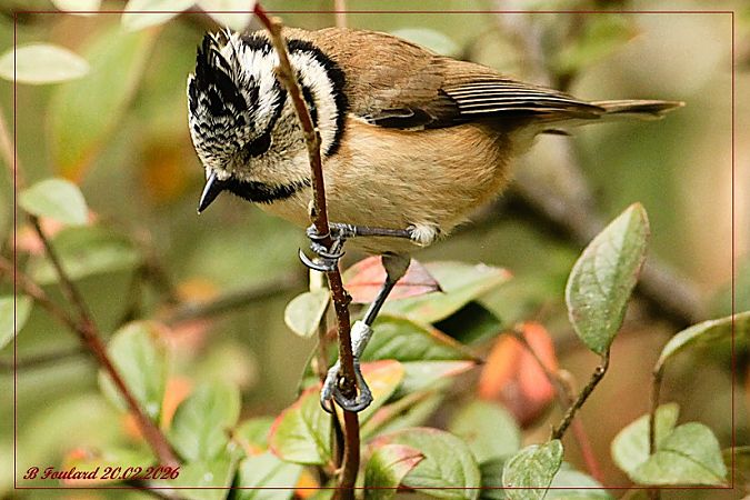 Mésange huppée  - Bruno Foulard