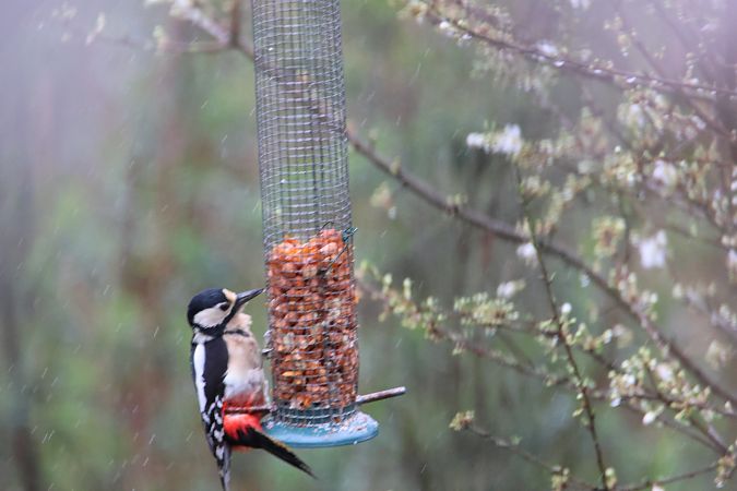 Pic épeiche  - Carlos Malem