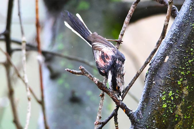 Mésange à longue queue  - Carlos Malem