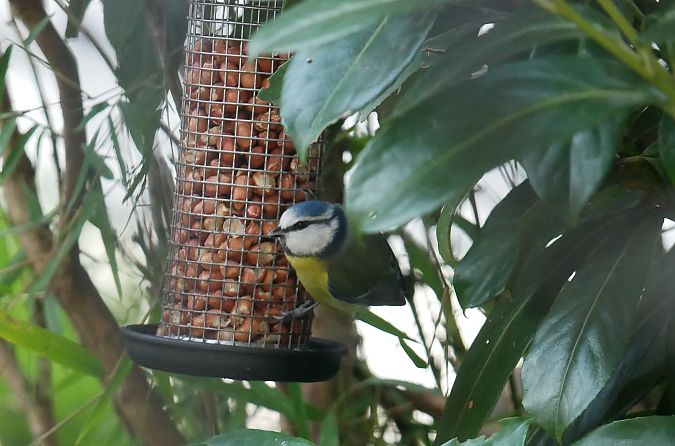 Mésange bleue  - Anne Sanquer