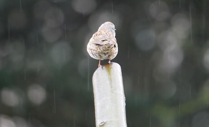 Accenteur mouchet  - Anne Sanquer