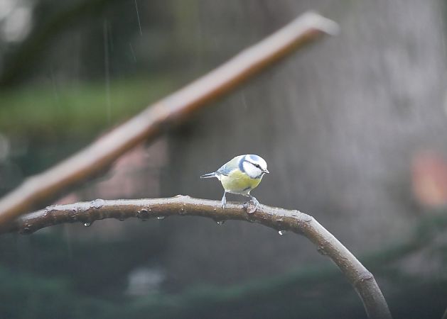 Mésange bleue  - Anne Sanquer