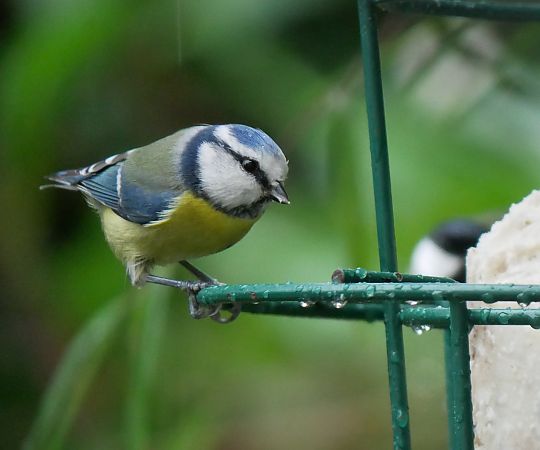 Mésange bleue  - Anne Sanquer