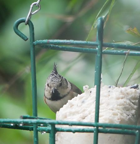 Mésange huppée  - Anne Sanquer