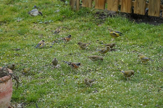 Tarin des aulnes  - Patrick Lacroix