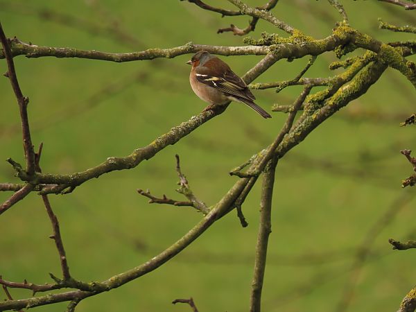 Pinson des arbres  - Frédérique Lucas