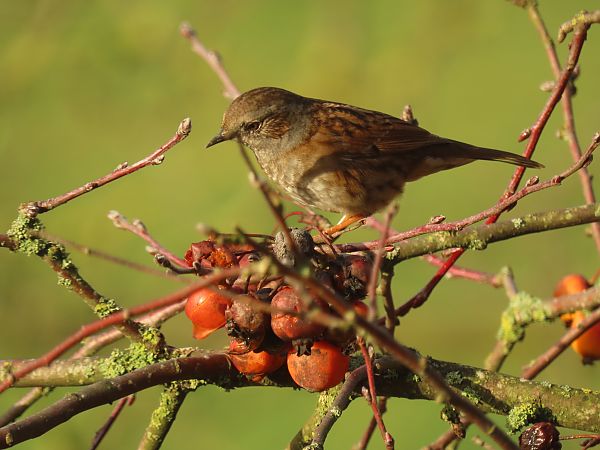 Accenteur mouchet  - Frédérique Lucas