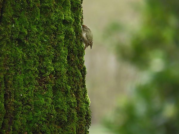 Grimpereau des jardins  - Frédérique Lucas