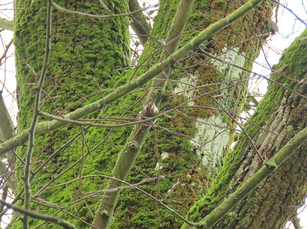 Grimpereau des jardins  - Frédérique Lucas