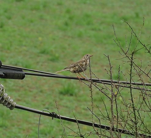 Grive musicienne  - Frédérique Lucas