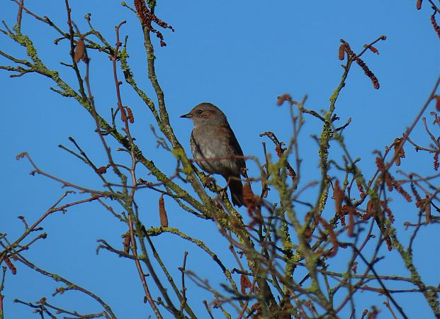 Accenteur mouchet  - Frédérique Lucas
