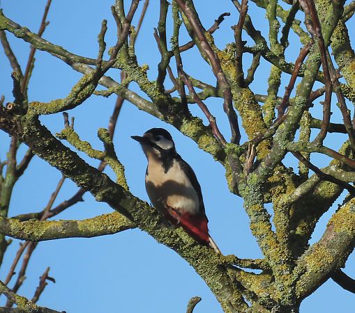 Pic épeiche  - Frédérique Lucas