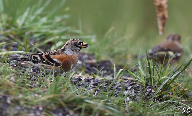 Pinson du Nord  - Stéphane Corcelle