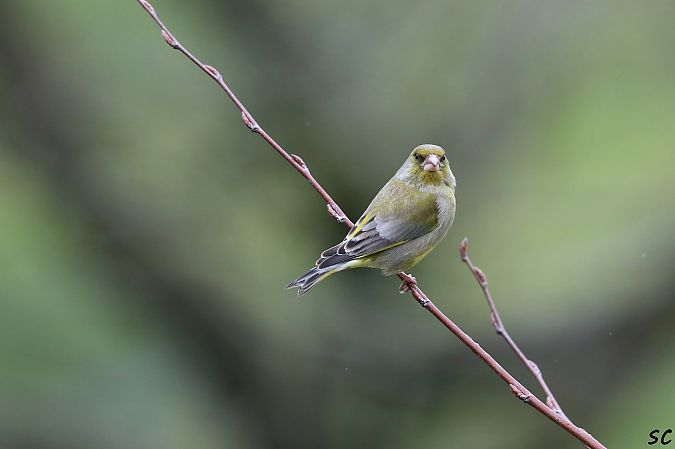 Verdier d'Europe  - Stéphane Corcelle