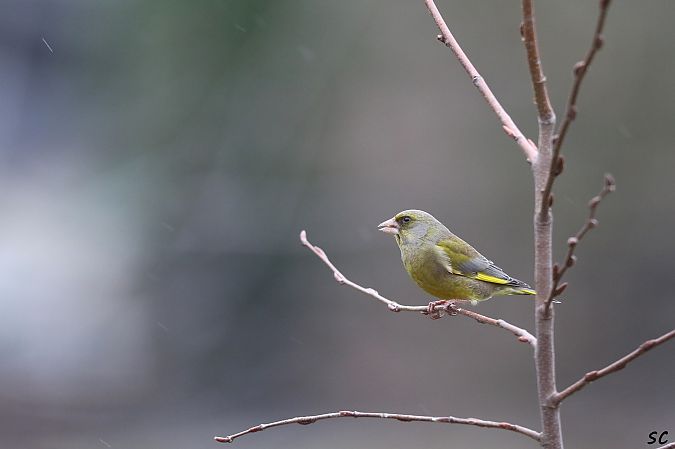 Verdier d'Europe  - Stéphane Corcelle