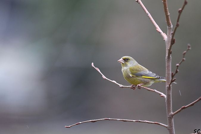 Verdier d'Europe  - Stéphane Corcelle